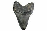 Fossil Megalodon Tooth - North Carolina #380136-2